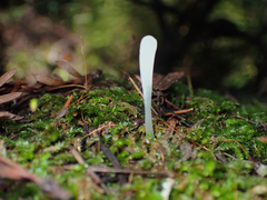 Clavaria falcata