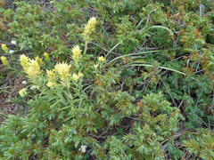 Castilleja flava flava
