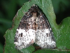 Neoligia crytora