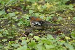 Fringilla coelebs