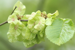 Ulmus glabra