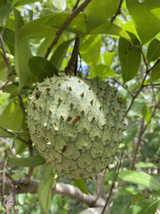 Annona montana