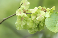 Ulmus glabra