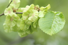 Ulmus glabra