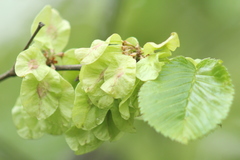 Ulmus glabra