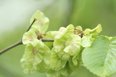 Ulmus glabra