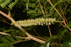 Archidendropsis