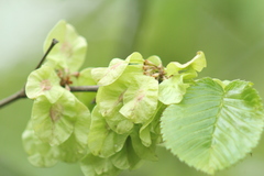Ulmus glabra