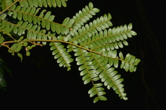 Archidendropsis