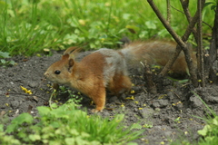 Sciurus vulgaris