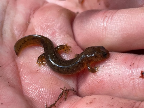 Olympic Salamander, Rhyacotriton olympicus