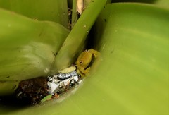 Phyllodytes luteolus