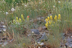 Castilleja flava flava