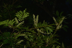 Archidendropsis