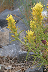 Castilleja flava flava