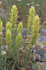Castilleja flava flava