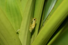 Phyllodytes luteolus