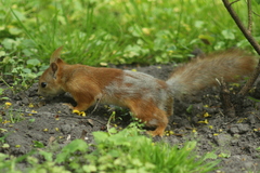 Sciurus vulgaris