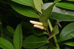 Xylopia pancheri