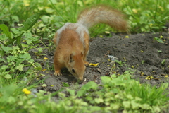 Sciurus vulgaris