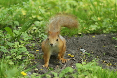 Sciurus vulgaris