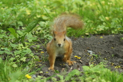 Sciurus vulgaris