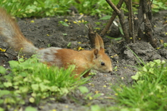 Sciurus vulgaris