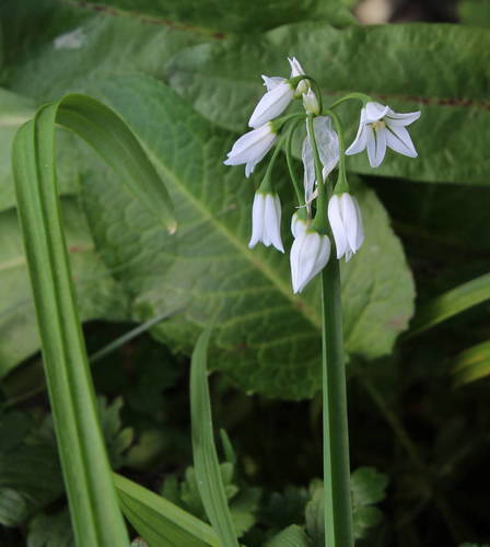 Allium triquetrum image