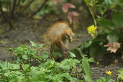 Sciurus vulgaris