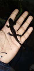 Ambystoma lermaense
