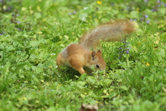 Sciurus vulgaris