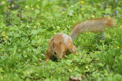 Sciurus vulgaris