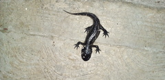 Ambystoma lermaense