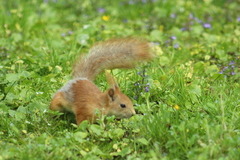 Sciurus vulgaris