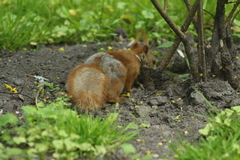 Sciurus vulgaris