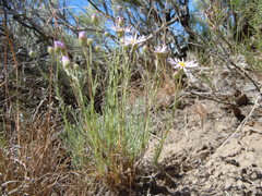 Erigeron filifolius