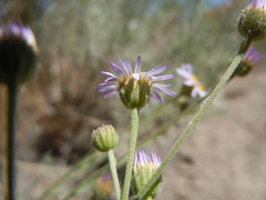 Erigeron filifolius