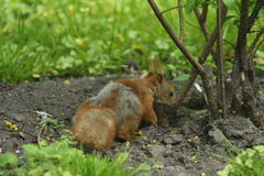 Sciurus vulgaris
