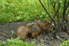 Sciurus vulgaris