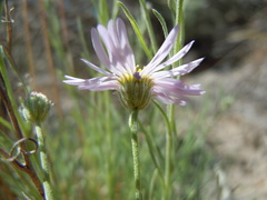 Erigeron filifolius