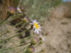 Erigeron filifolius