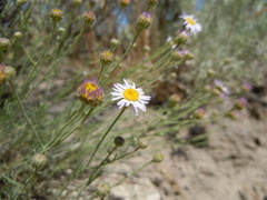 Erigeron filifolius