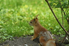 Sciurus vulgaris