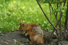 Sciurus vulgaris
