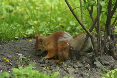 Sciurus vulgaris