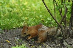 Sciurus vulgaris