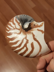 Nautilus