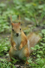 Sciurus vulgaris