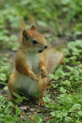 Sciurus vulgaris
