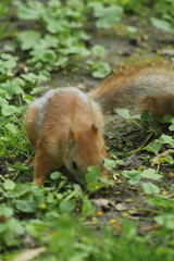 Sciurus vulgaris